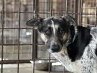 Sanfte Kyra sucht ein glückliches Leben