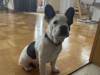 1 Französische Bulldoggen Welpe