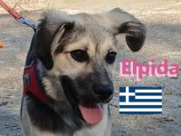 Elpida, 12/24 - kleiner Wirbelwind sucht Familie