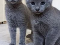 Wunderschöne Russisch Blau-Kitten mit Stammbaum, offizielle Züchter