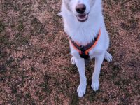 Finn sucht sein Für Immer Zuhause