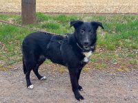 Border Collie-Mischlings Junghündinnen und Jungrüden 7 Monate sucht ein Zuhause