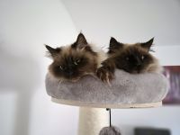 Ragdoll-Katzen-Zwillinge Milo & Balu suchen ein neues Zuhause!