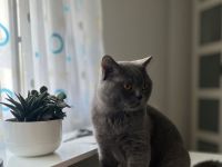 Deckkater BKH Grau
