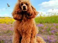 Deckrüde Kleinpudel Zwergpudel, Laboklin, rot, vererbt auch tan, Intern. Champ., Best of Show, etc.