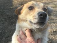 Toffee - ist ein lustiger Typ