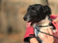 Hummel - kennt wahrscheinlich noch nicht viel von der Welt