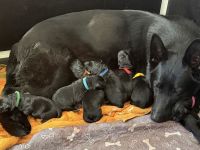 Schäferhund Welpen, mit Papiere vom Verein für deutsche Schäferhunde