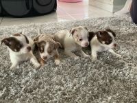 Wunderschöne Reinrassige Chihuahua Welpen