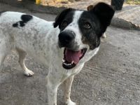 Frohnatur Johnny sucht Dich!