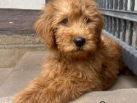 Labradoodle F1 apricot blond