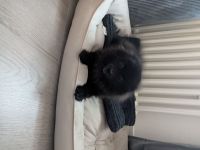 Pomerian Welpe zu verkaufen