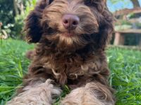 Englisch Cockerdoodle in Sonderfarben