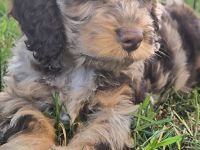 Englisch Cockerdoodle in Sonderfarben