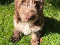 Englisch Cockerdoodle in Sonderfarben