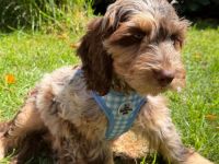 Englisch Cockerdoodle in Sonderfarben
