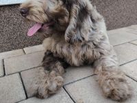 Zauberhafter Englisch Cockerdoodle Rüde