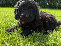 Wir HABEN bildhübsche Zwergpudelchen