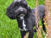 Wir erwarten bildhübsche Zwergpudelchen