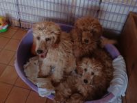 Kleinpudel in Apricot