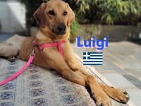 Luigi, 05/24 - Segugio sucht aktive Menschen