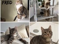 2x Brüder schweren Herzens abzugeben