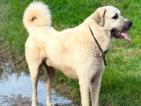 Kangal-Rüde sucht neues Zuhause