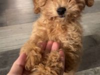Maltipoo Pudel Malteser Mischling