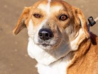 Norika, passt in jede Familie