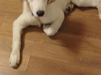 Labrador Retriever welpe