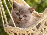 Bkh Kitten