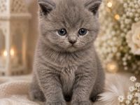 Bkh Kitten