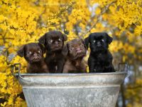 Zwerggriffon Welpen mit Ahnentafel