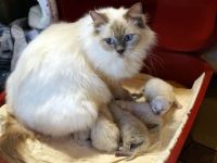 Sissi hat wieder Ragdollkitten