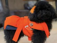 Toy Pudel exklusiv Asiatische Linie