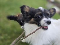 Papillon zu verkaufen