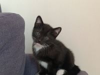 Russisch Blau Mix Kitten