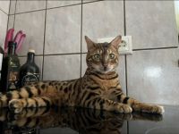 Reinrassiger Bengalkater sucht neues Zuhause