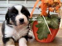 Reinrassige Australian Shepherd Welpen