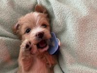 Maltipoo Welpen Mitte Mai Abgabe bereit