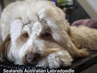Sealand's Australian Labradoodle