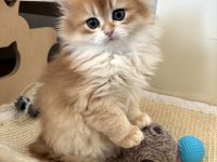 Unsere BKH- und BLH-Kätzchen – exzellente Abstammung & Champion-Stammbaum