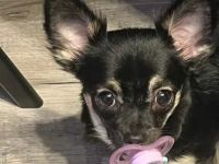 Chihuahua Welpen reinrassig langhaar