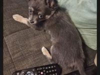 Pomchi Welpen langhaar