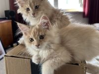 Maine Coon Mix Kitten Geschwister Paar 2 Kater
