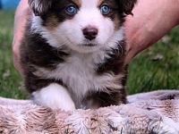 Mini American Shepherd / Mini Aussie