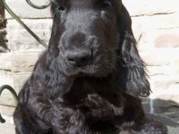 Cocker Spaniel Welpe aus VDH Liebhaberzucht "Emil vom Moorsbachtal", 4 Monate alt Traumhaft schöner