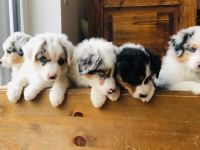 Divine Natural Aussies