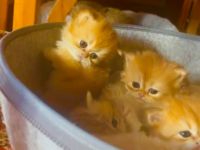 Blh bkh Britisch kurzhaar langhaar