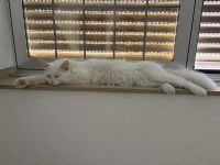 🐾 Wunderschöner Maine-Coon-Kater „Marley“ sucht liebevolles Zuhause! 🏡